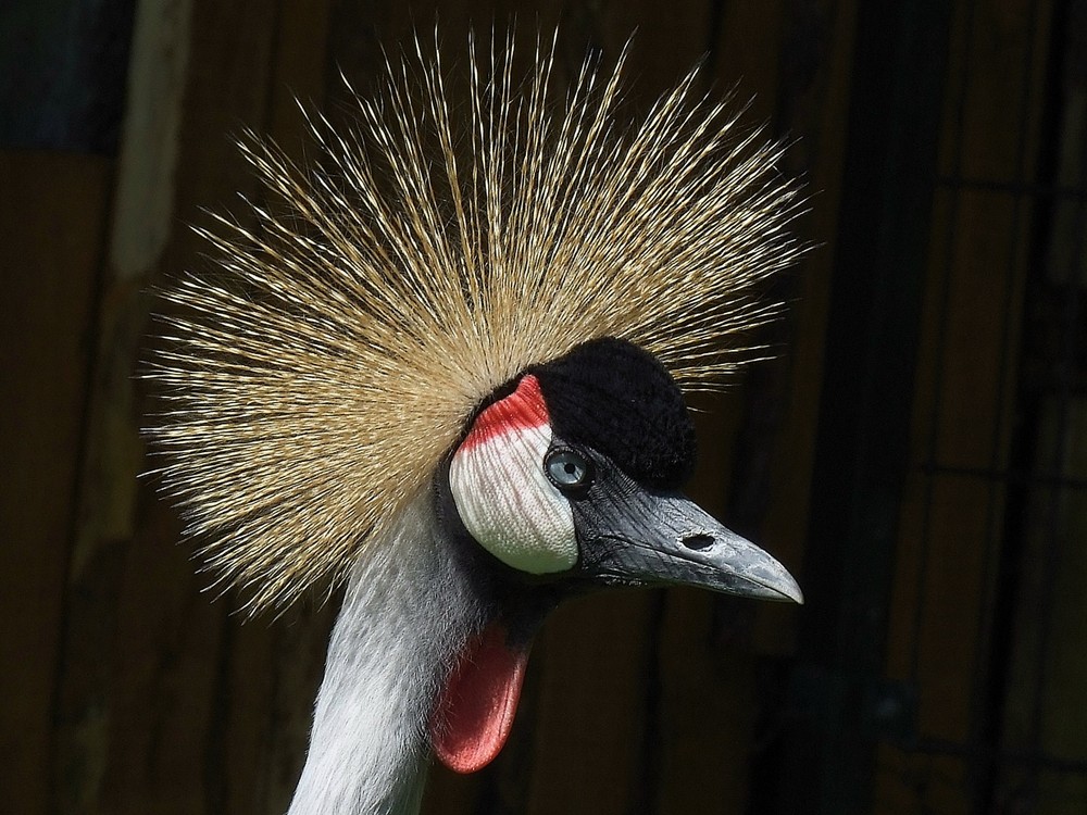 Ich hab die Haare schön