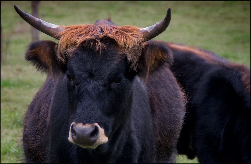 Ich hab' die Haare schön...