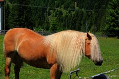 Ich hab die Haare schön