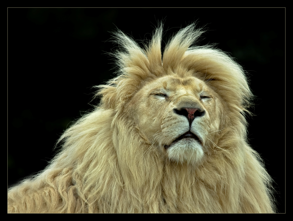 Ich hab die Haare schön...