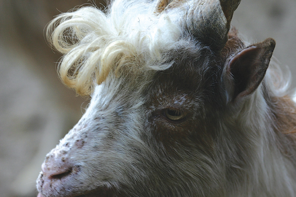 "Ich hab die Haare schön, ich hab die Haare schön..."