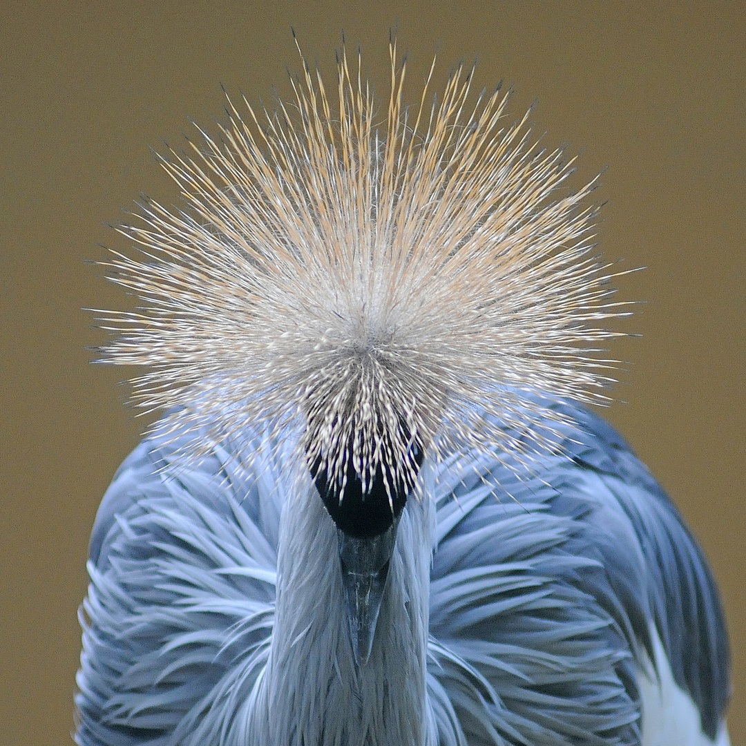 Ich hab' die "Haare" schön . . . . .! ( Kronenkranich)