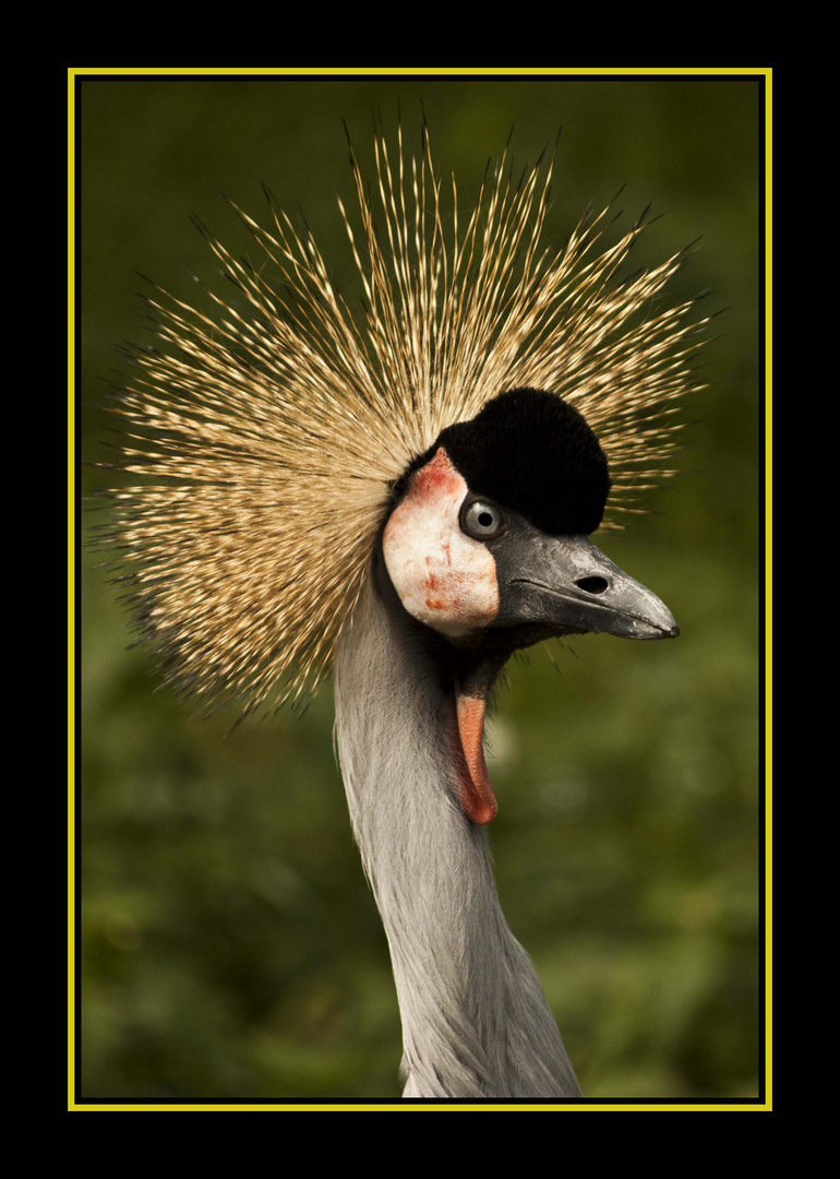 Ich hab die Haube schön.