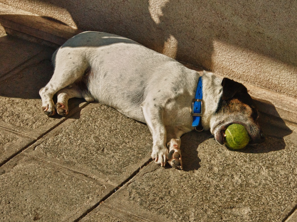 Ich hab die Schnauze ja so voll!