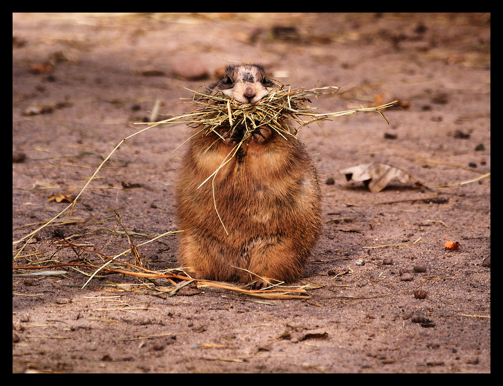 Ich habe die schnauze voll