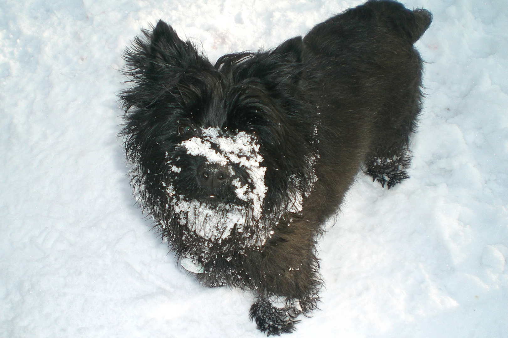 Ich hab die Schnauze voll....................................(Schnee)!