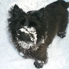 Ich hab die Schnauze voll....................................(Schnee)!