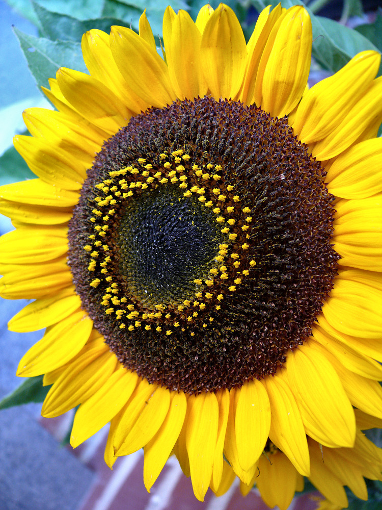 Ich hab die Sonne gesehen...