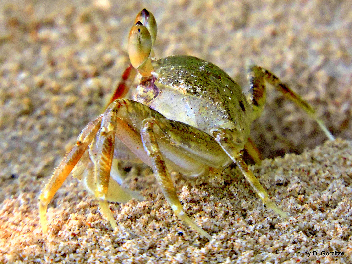 Ich hab ein Sandkorn am Auge !