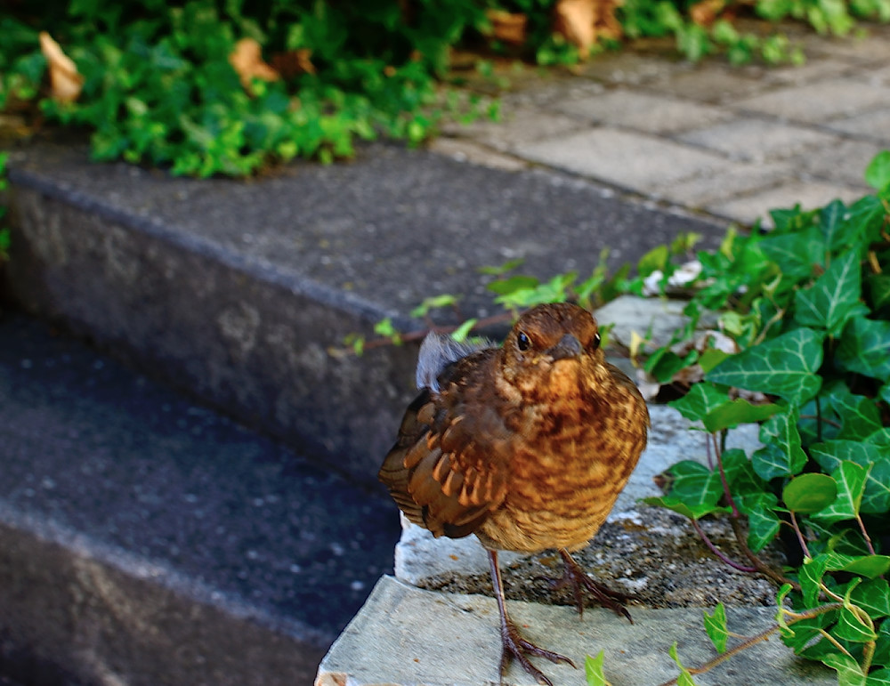 Ich hab ein Vogel