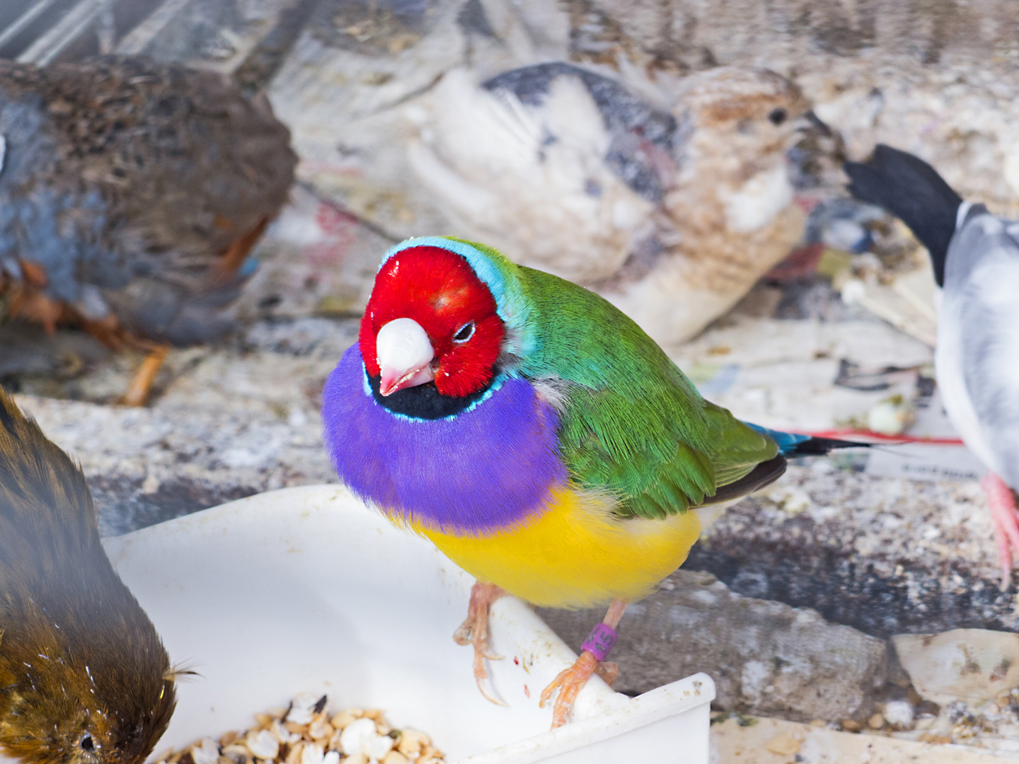 ich hab einen bunten Vogel