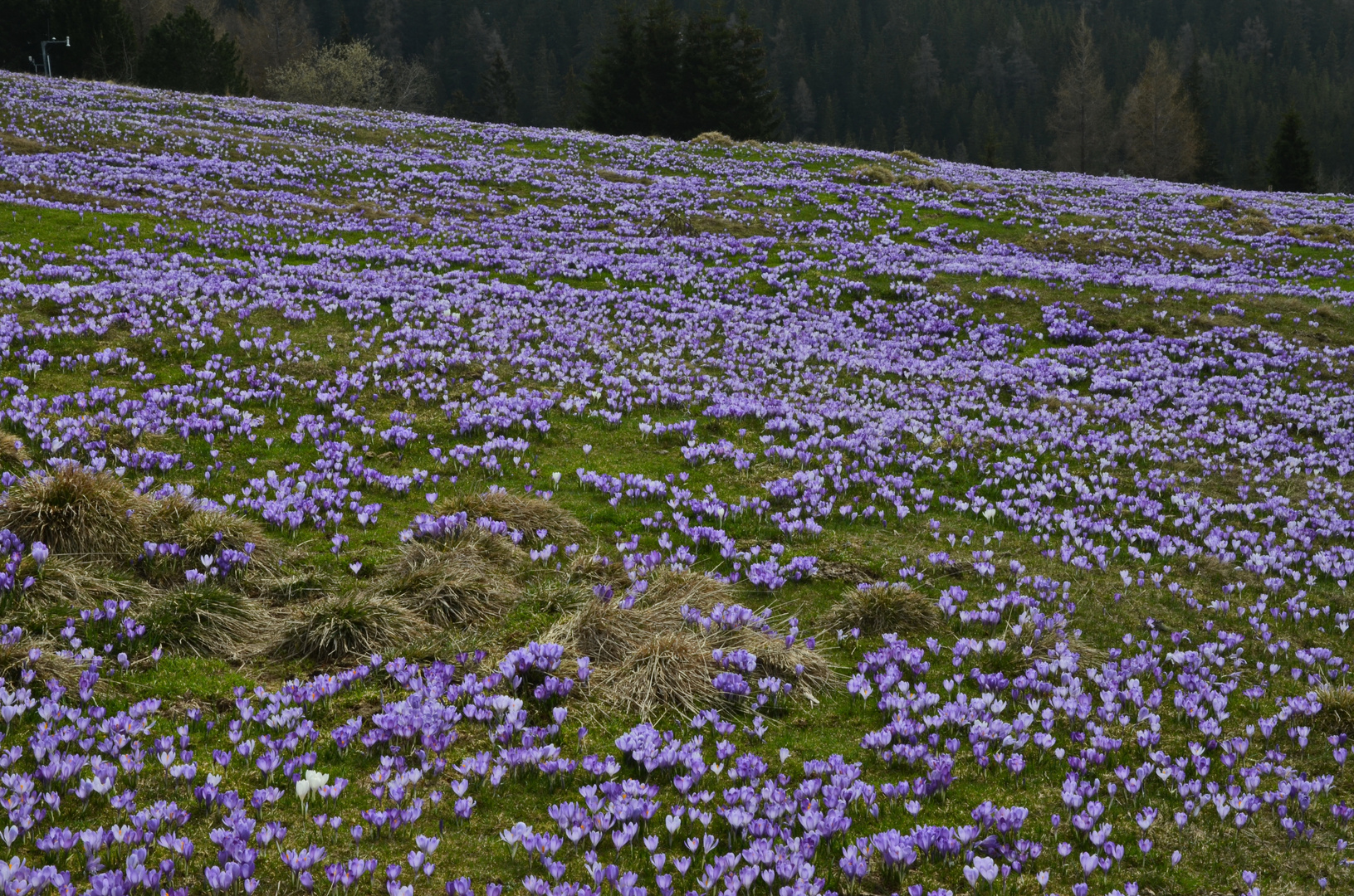 Ich hab einen Teppich mit Krokusse für Euch ausgelegt...