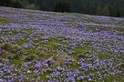 Ich hab einen Teppich mit Krokusse für Euch ausgelegt... von Kosche Günther 