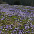 Ich hab einen Teppich mit Krokusse für Euch ausgelegt...