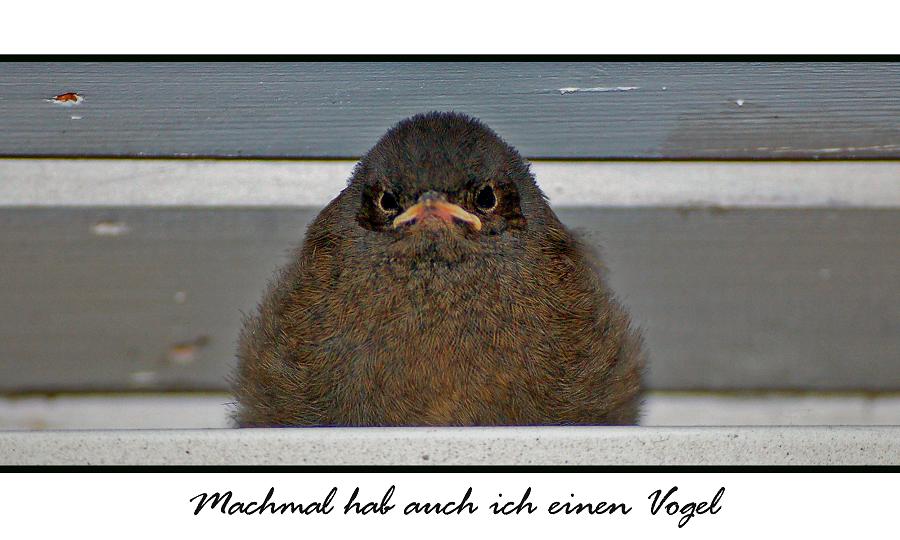 ich hab einen Vogel