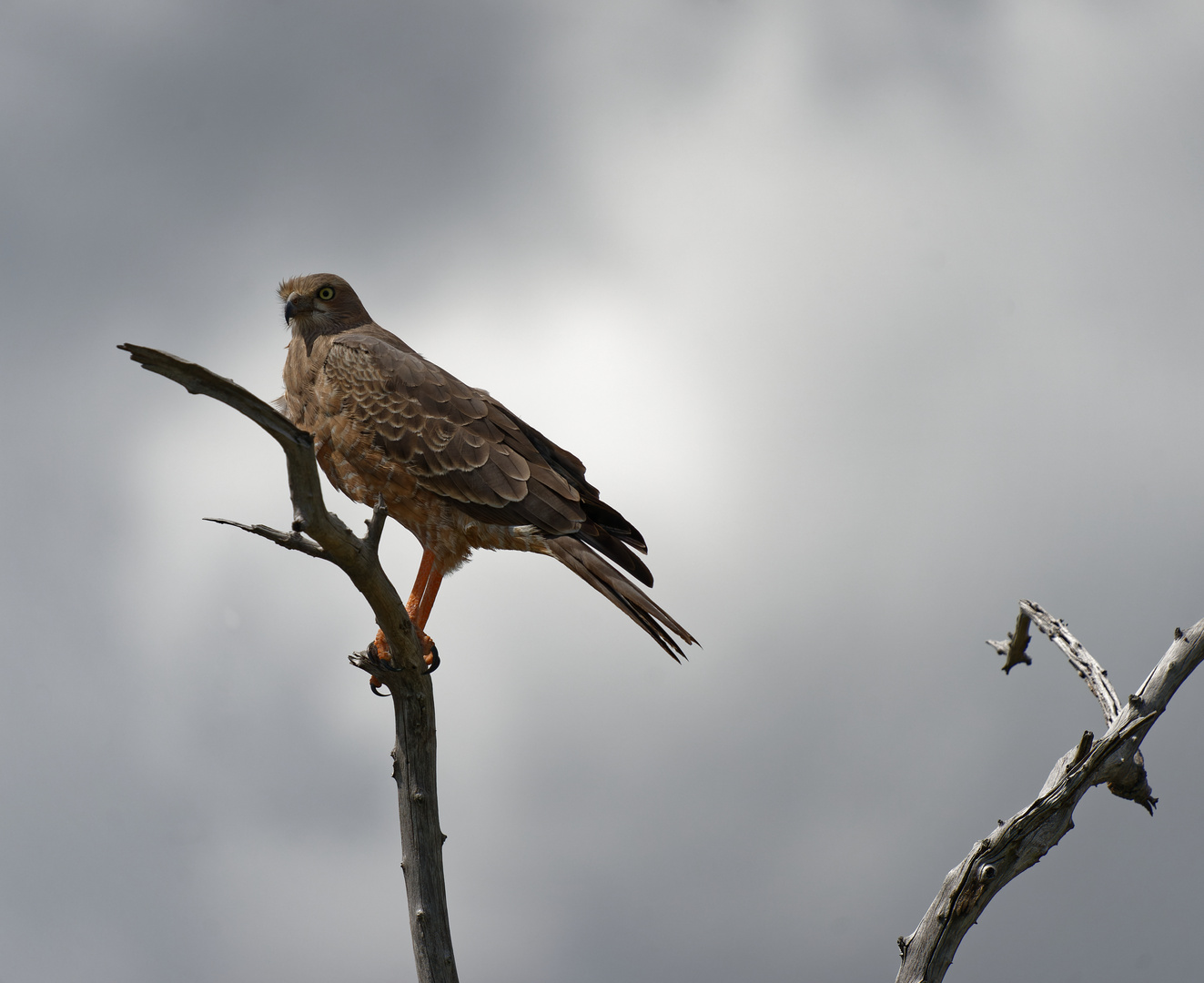 ich hab einen Vogel