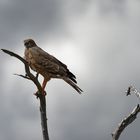 ich hab einen Vogel