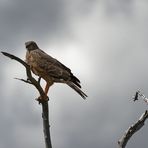 ich hab einen Vogel