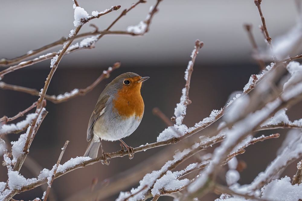 ich hab einen Vogel