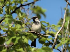 Ich hab einen Vogel…