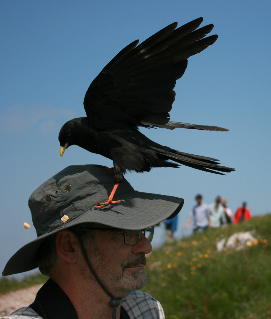 Ich hab' einen Vogel!