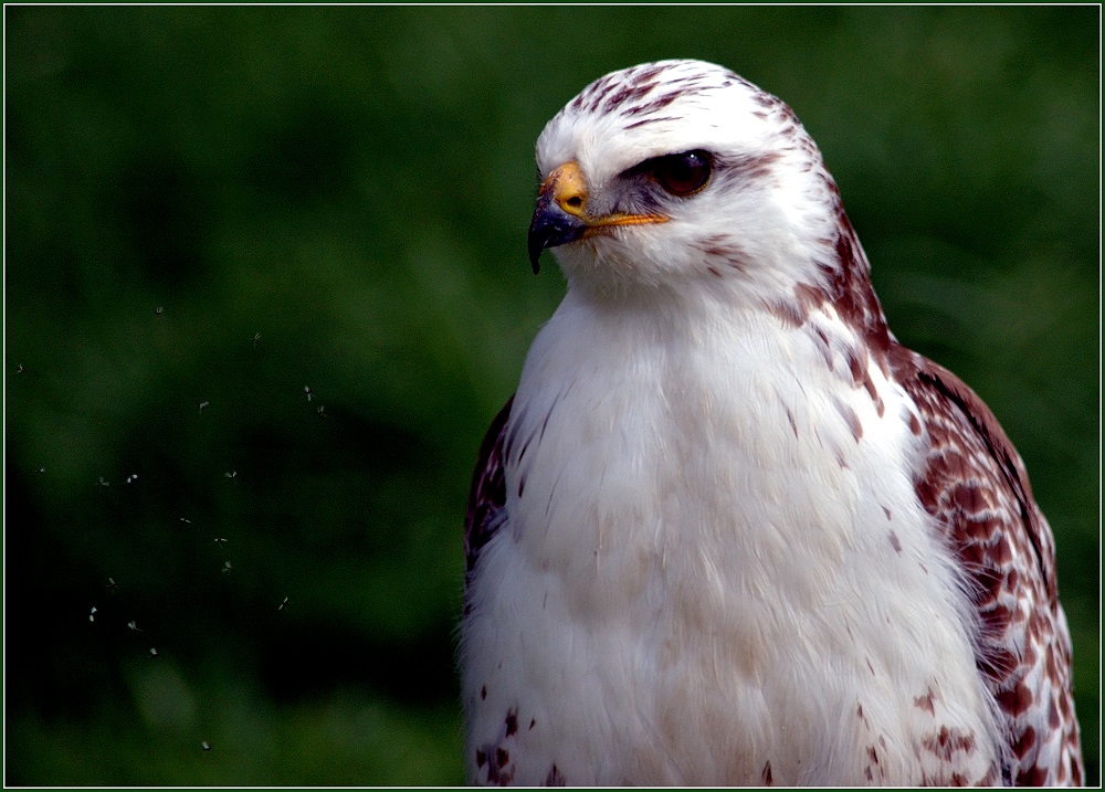 Ich hab einen Vogel ...