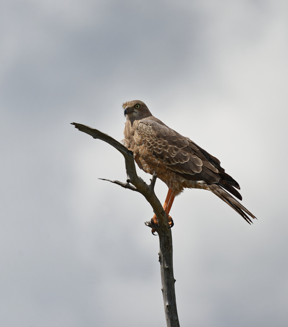 Ich hab einen Vogel II