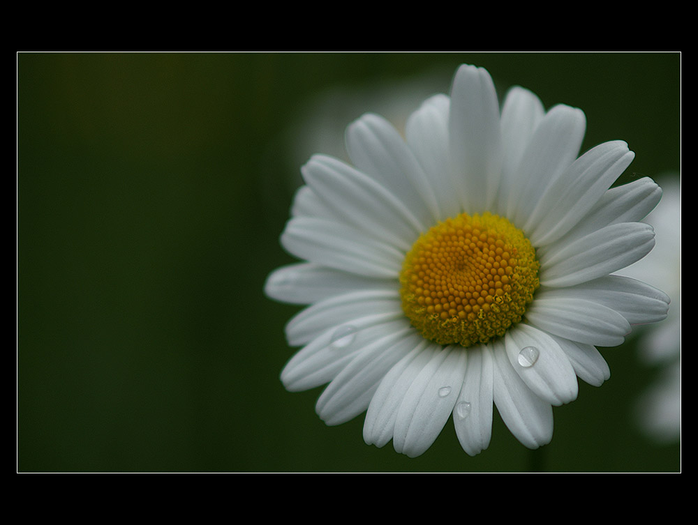 Ich hab' genug von Tropfen auf Blüten ...