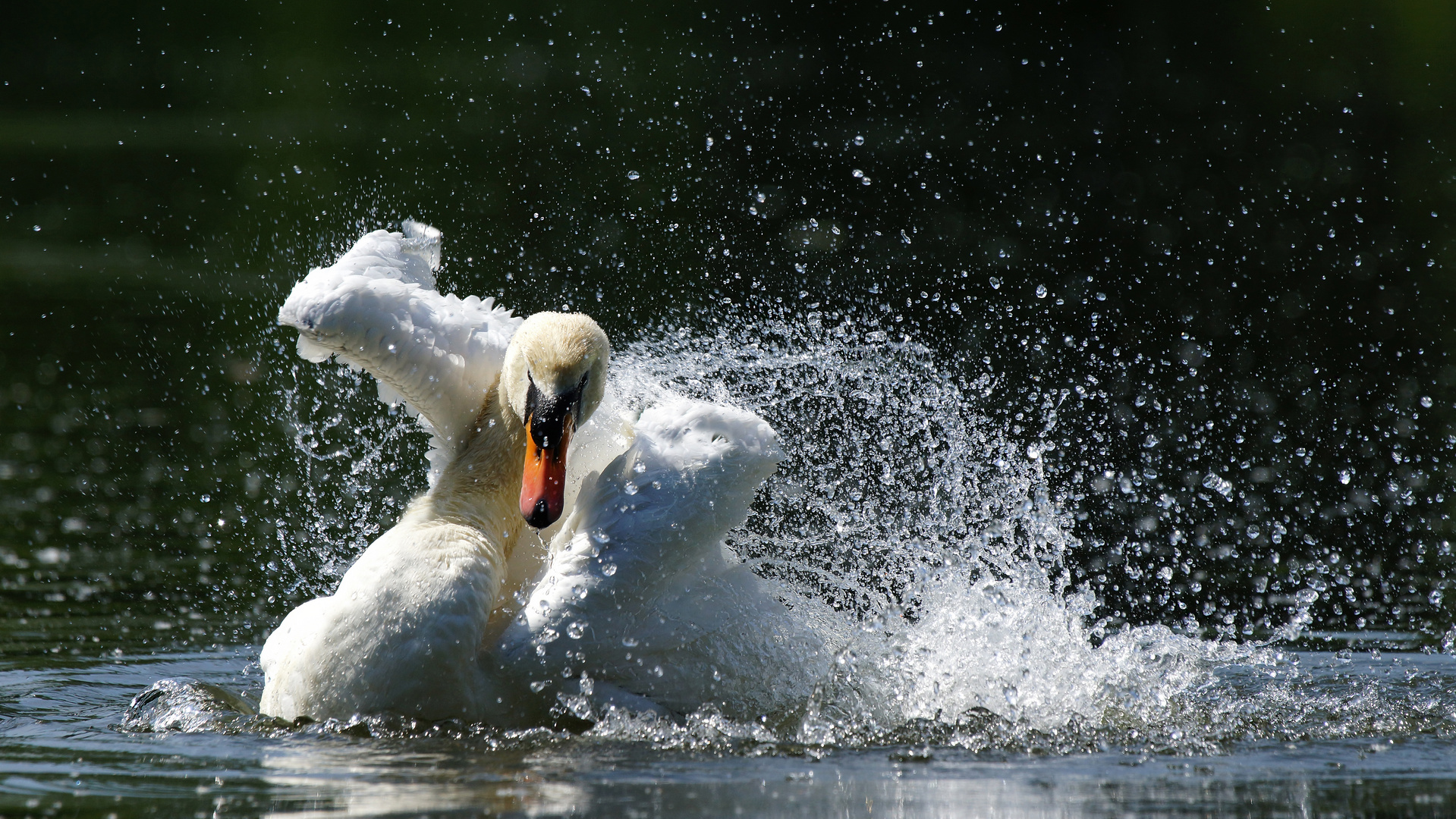 Ich hab Herrn Höckerschwan baden geseh'n, das war schön ...