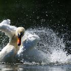 Ich hab Herrn Höckerschwan baden geseh'n, das war schön ...