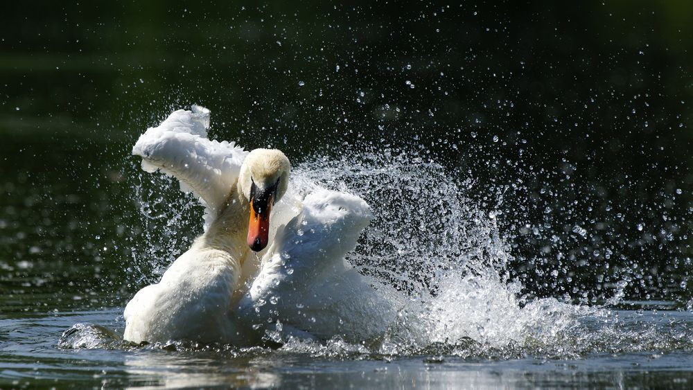 Ich hab Herrn Höckerschwan baden geseh'n, das war schön ...