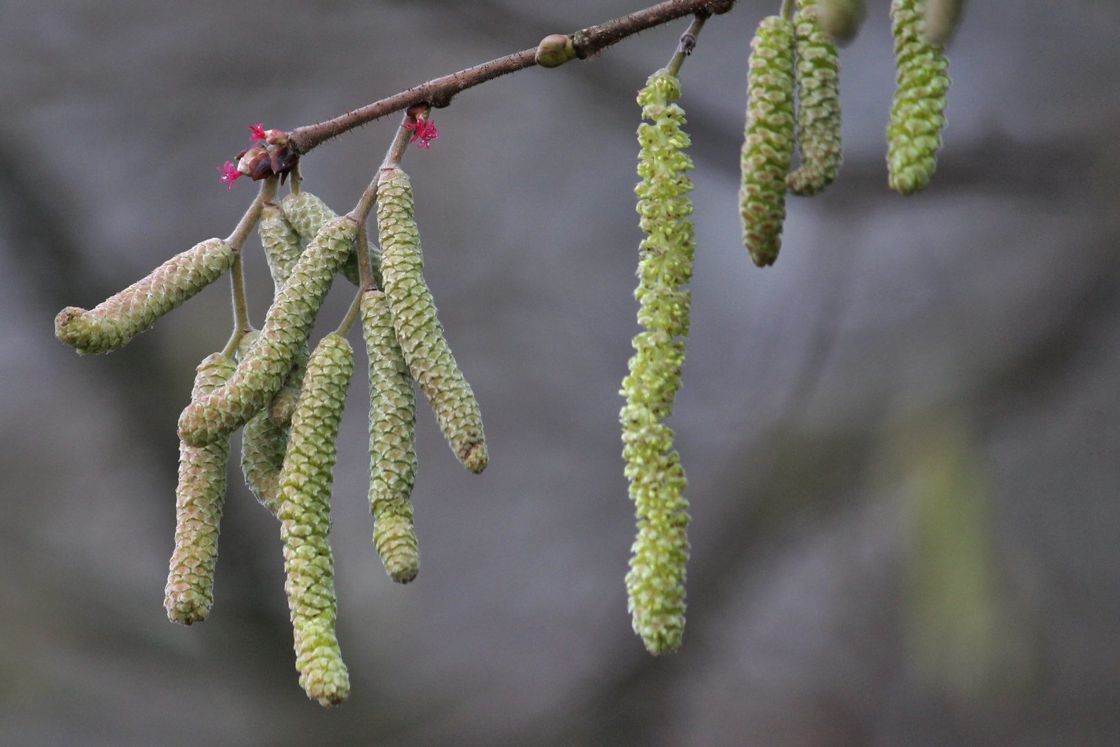 ich hab heut den Frühling gesehn