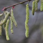 ich hab heut den Frühling gesehn