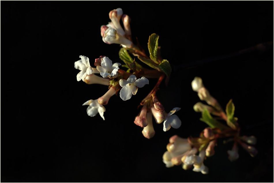 Ich hab heut den Frühling gespürt.