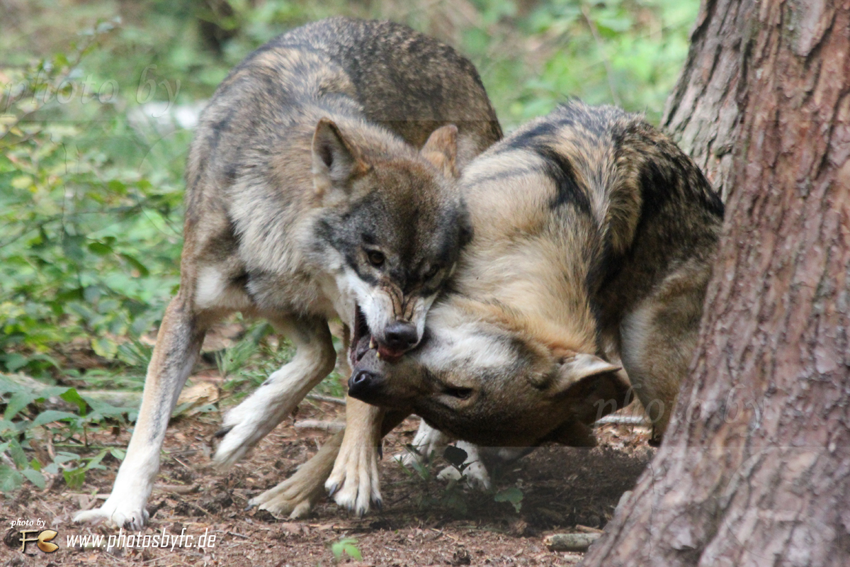 Ich hab hier das Sagen - Wölfe - Wildpark "Alte Fasanerie" Hanau Klein-Auheim