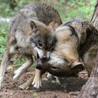 Ich hab hier das Sagen - Wölfe - Wildpark "Alte Fasanerie" Hanau Klein-Auheim