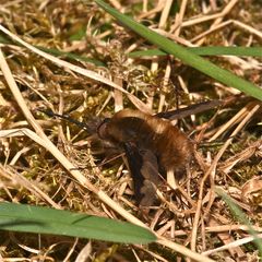 Ich hab ihn erwischt - den Großen Wollschweber (Bombylius major) !