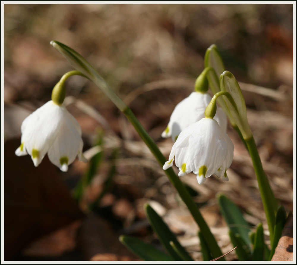 Ich hab ihn gesehen - er kommt - der Frühling 2011