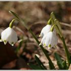 Ich hab ihn gesehen - er kommt - der Frühling 2011