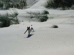 "Ich hab ihn !" Hundeurlaub in Dänemark.