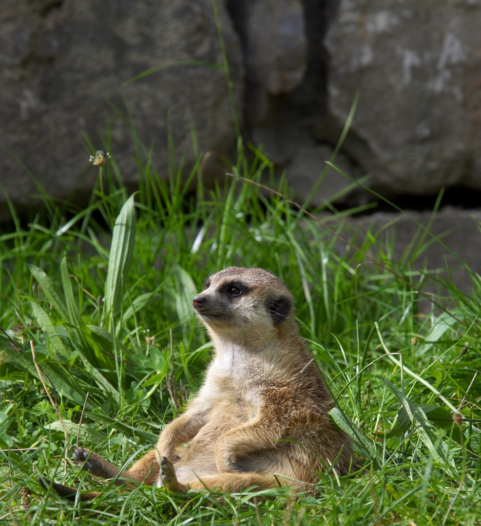 Ich hab immer gedacht wir wären Erdhörnchen Cliffhääänger