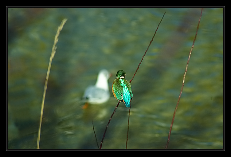 Ich hab jetzt auch nen (Eis) Vogel