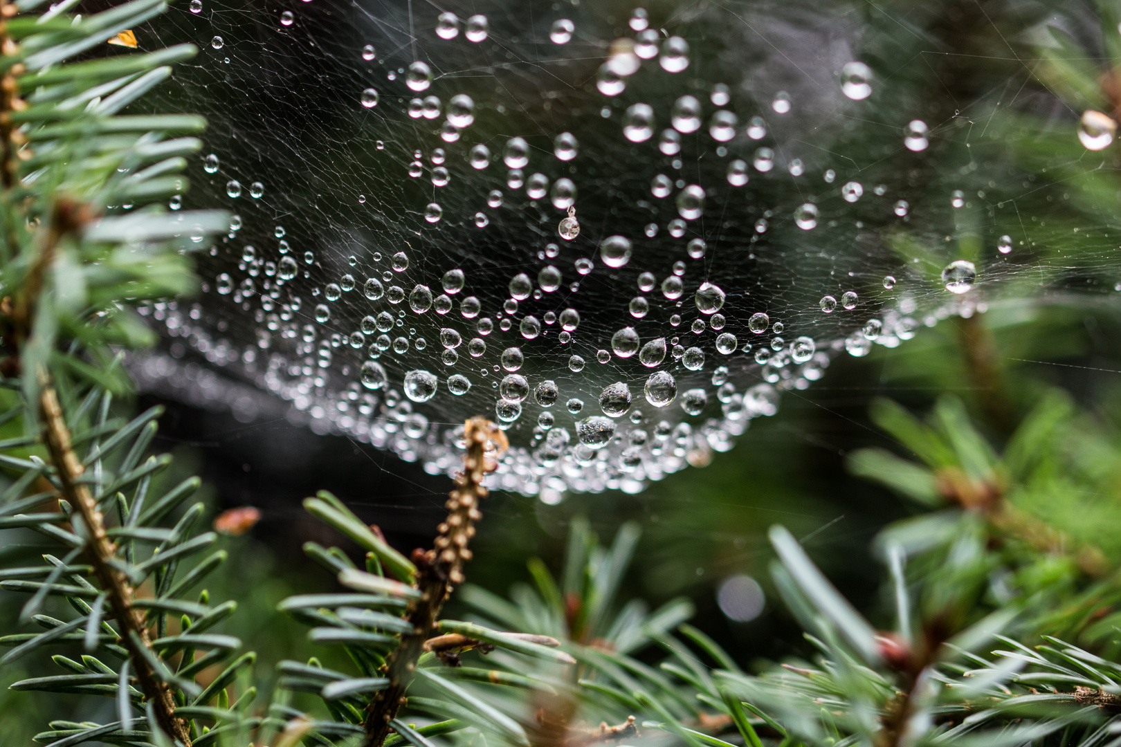 Ich hab jetzt echt genug vom Regen - ich bin dann mal weg