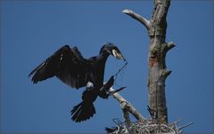 'Ich hab mal beim Nachbarn geklaut'