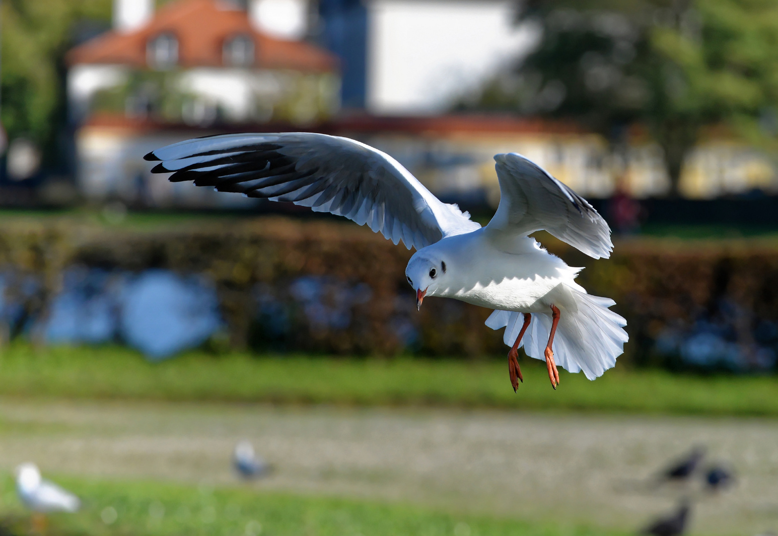 (Ich hab' mal wieder) ne Möwe...