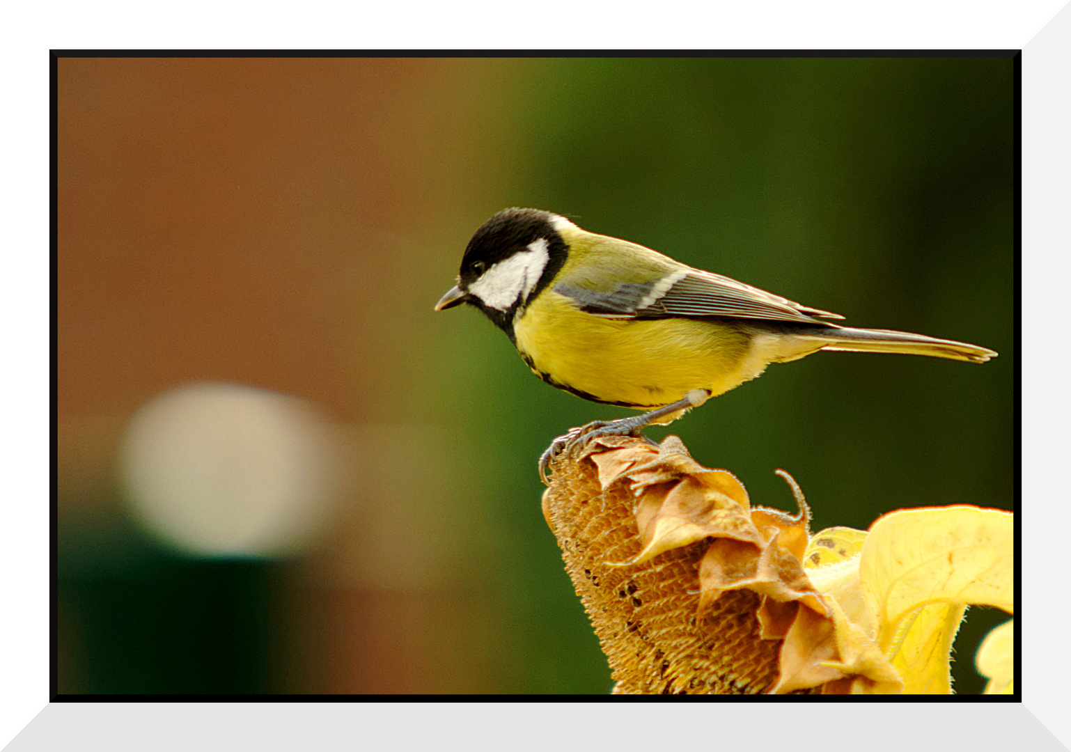 "Ich hab ne Meise" im Garten