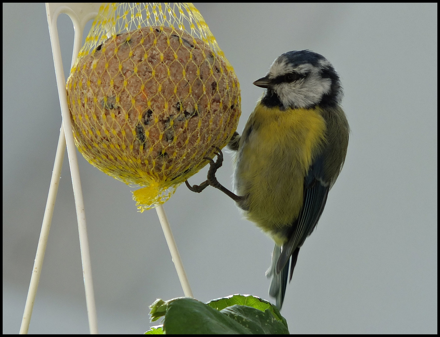 Ich hab ne Meise..............................Fotografiert