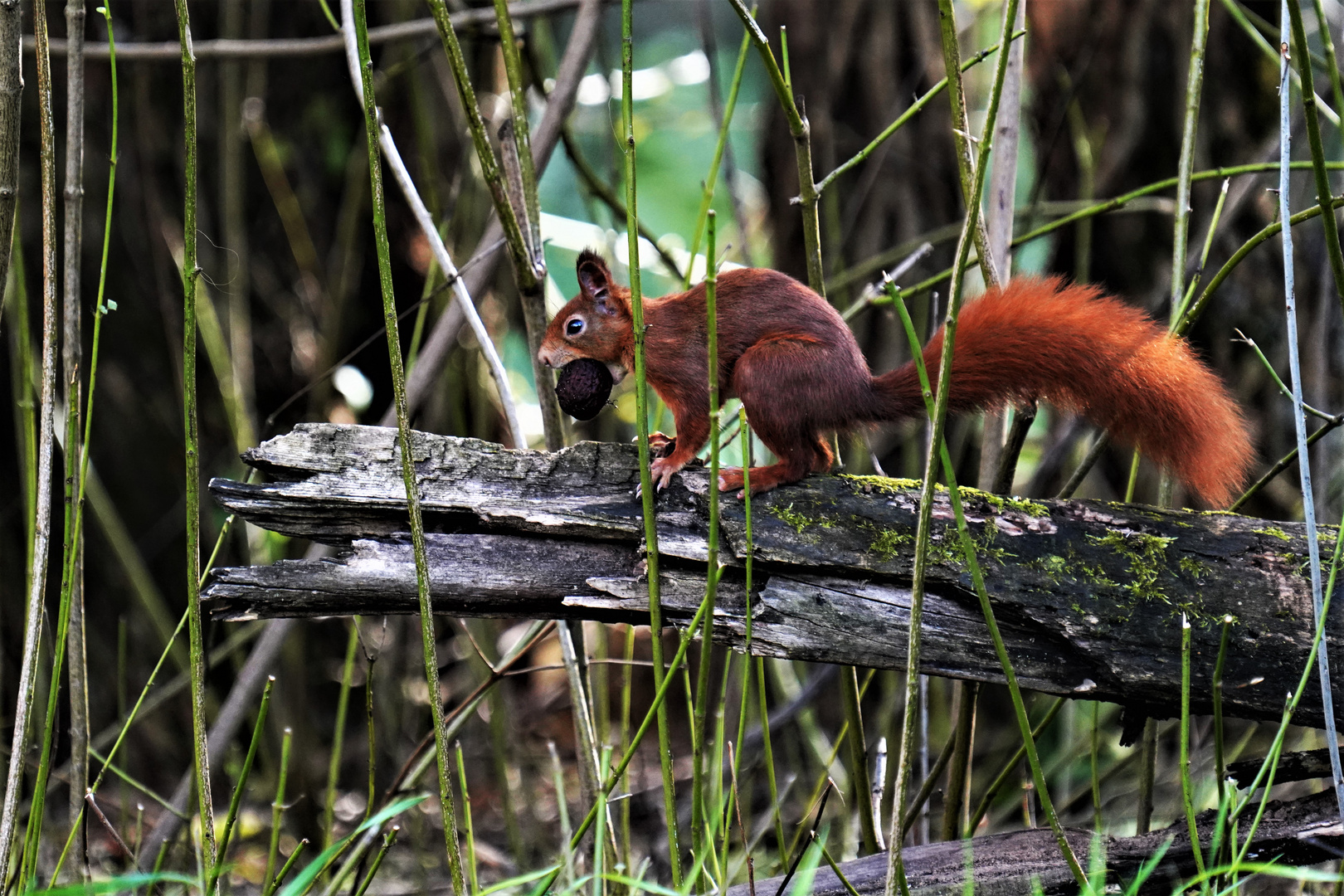 Ich hab ne Nuss  (Eichhörnchen)