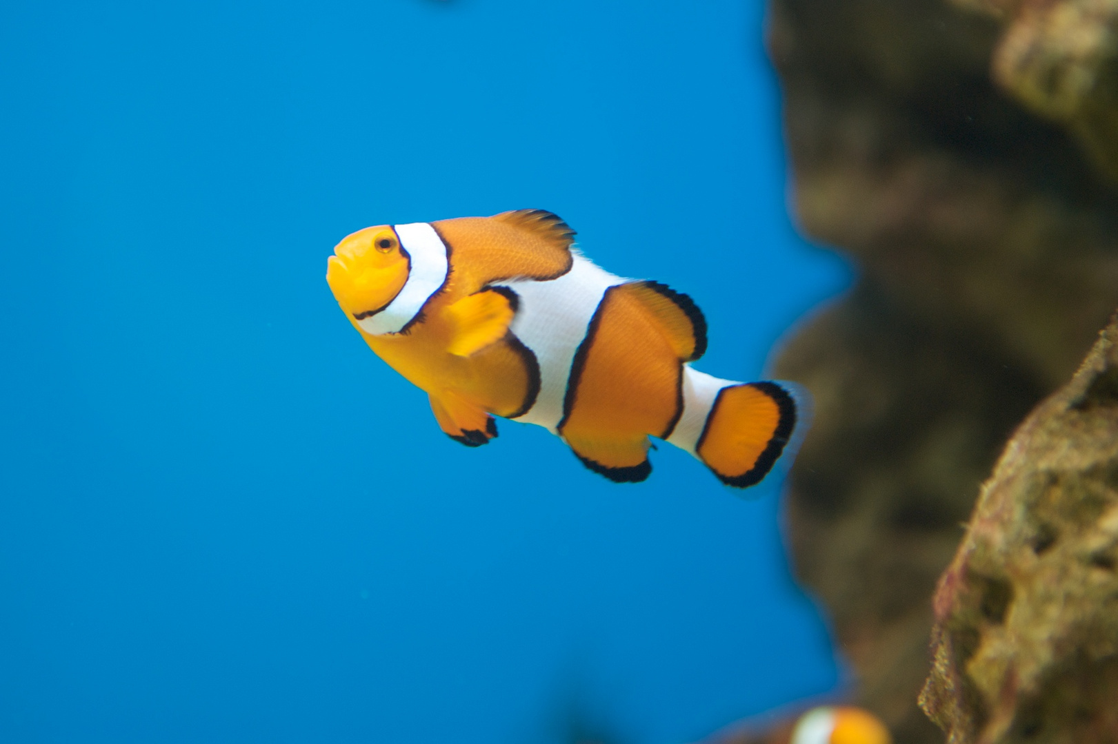Ich hab' Nemo gefunden!