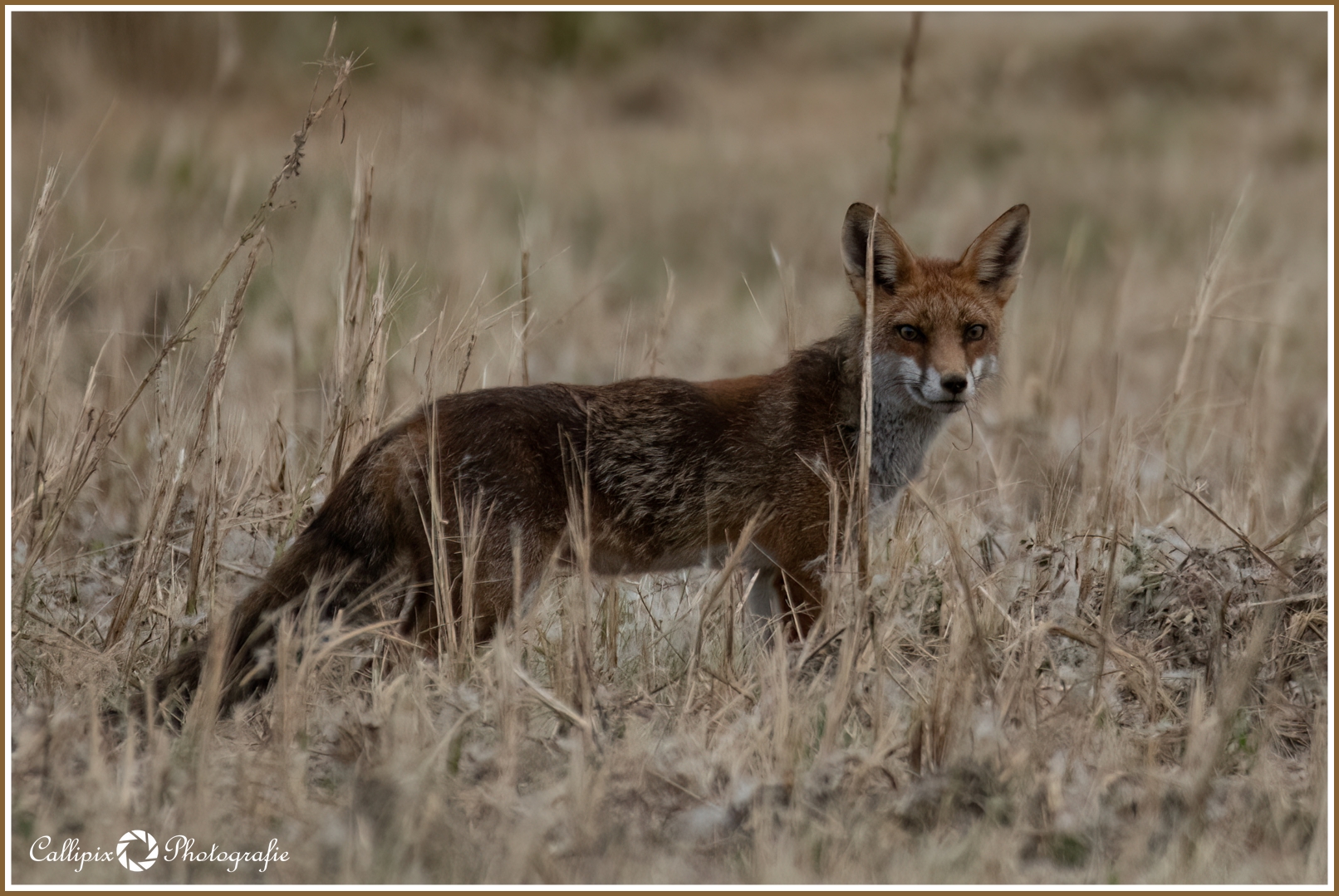 Ich hab nen Fuchs...